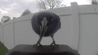 common grackle