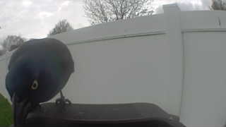 common grackle