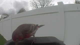 american robin