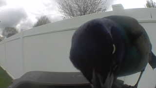 common grackle