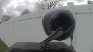 american crow