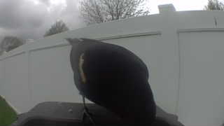 red-winged blackbird