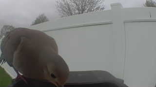mourning dove