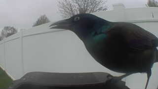 common grackle
