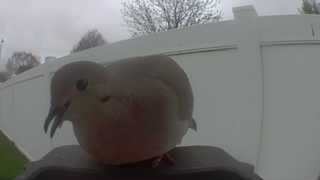 mourning dove
