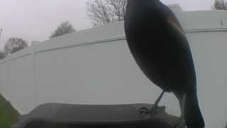 common grackle