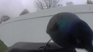 common grackle