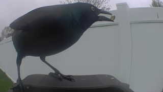 common grackle