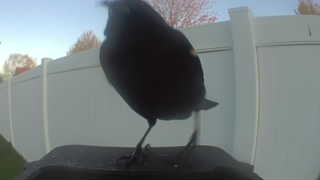 red-winged blackbird