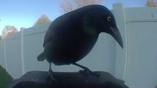 common grackle