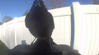 american robin