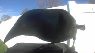 american crow