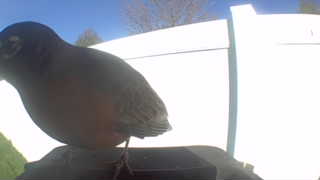 american robin