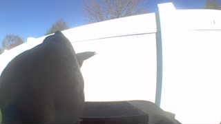 american crow