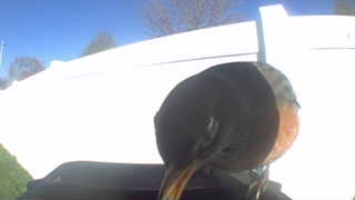 red-winged blackbird