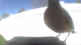 american robin