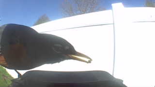 american robin