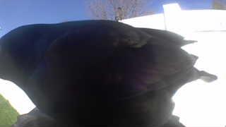 american crow