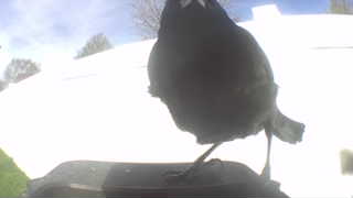 european starling