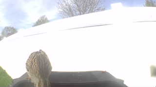 Unidentified clip