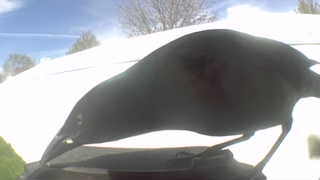 american crow