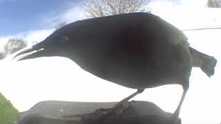 common grackle