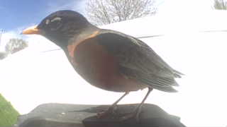 american robin