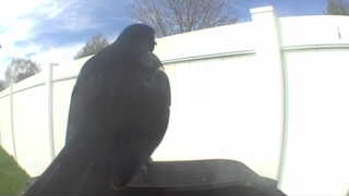 common grackle