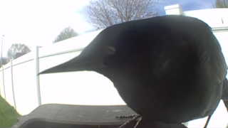 common grackle
