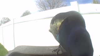 european starling