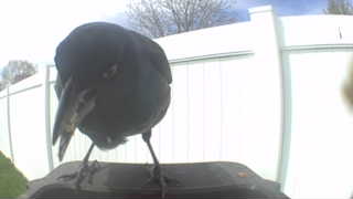 american crow