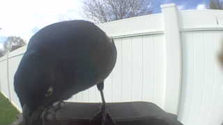 american crow