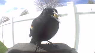 red-winged blackbird