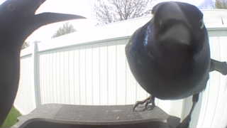 american crow