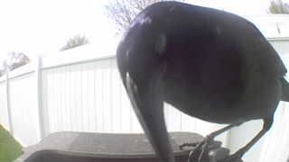 american crow
