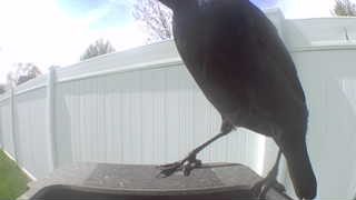 common grackle