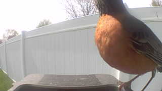 american robin