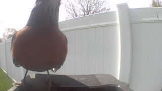 american robin