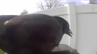 brown-headed cowbird