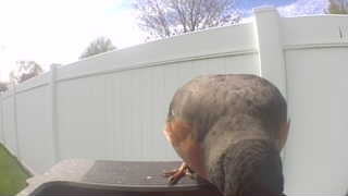 american robin