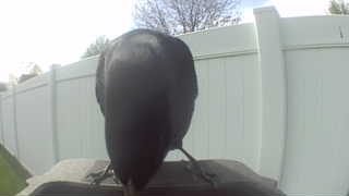 american crow