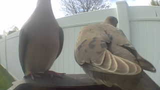 mourning dove