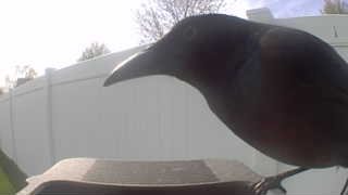american crow