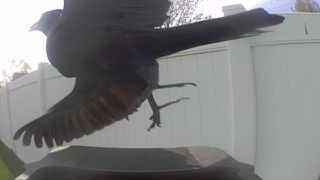 common grackle