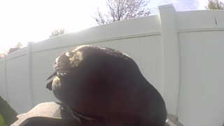 rock pigeon