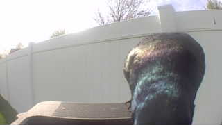 common grackle
