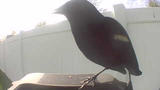 red-winged blackbird
