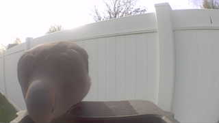 mourning dove