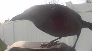 common grackle