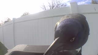 common grackle